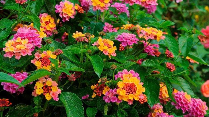 Give the Right Plant a Light Reset Give the Right Plant a Light Reset