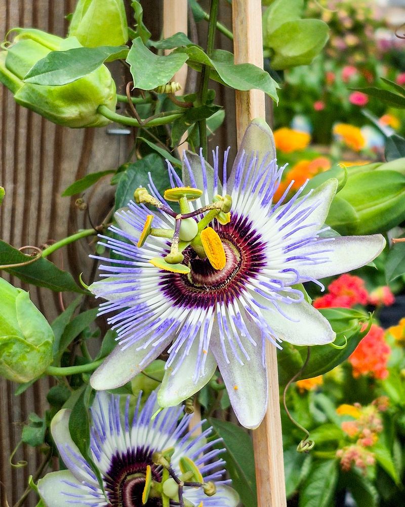 Give the Vine a Fence, Sun, and Drainage
