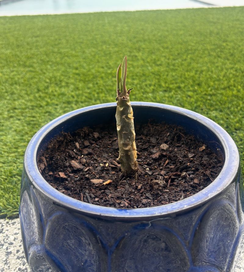 Give the container the light and drainage that support continued growth