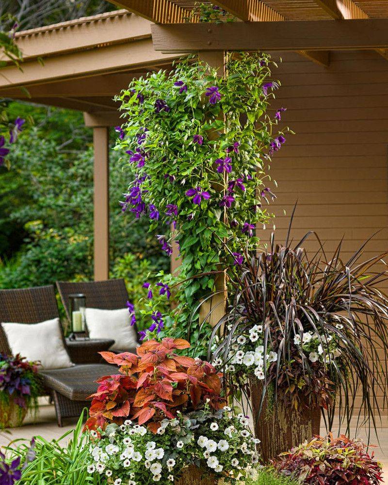 Give the leaves light while protecting the roots from heat