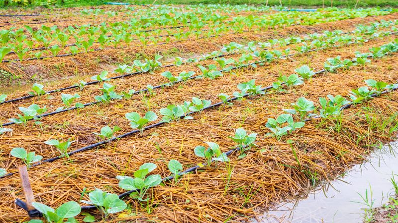 Give the next harvest a steadier start