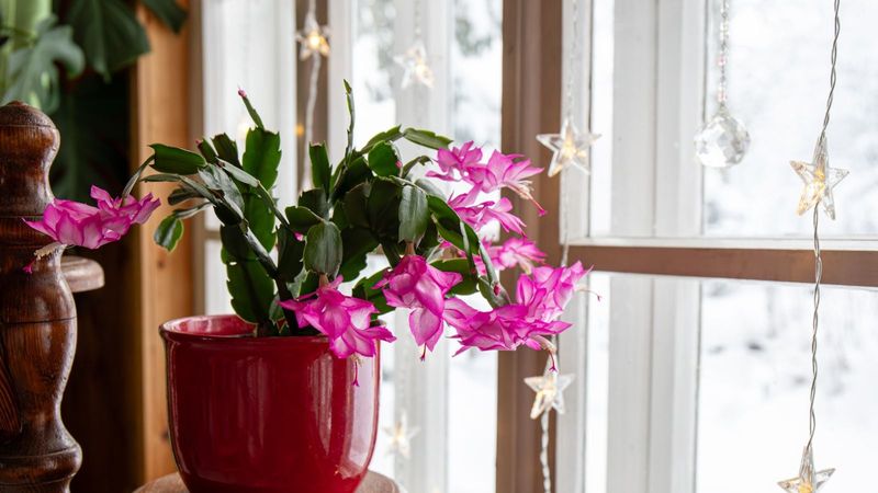 Give the plant bright days and uninterrupted darkness Give the plant bright days and uninterrupted darkness