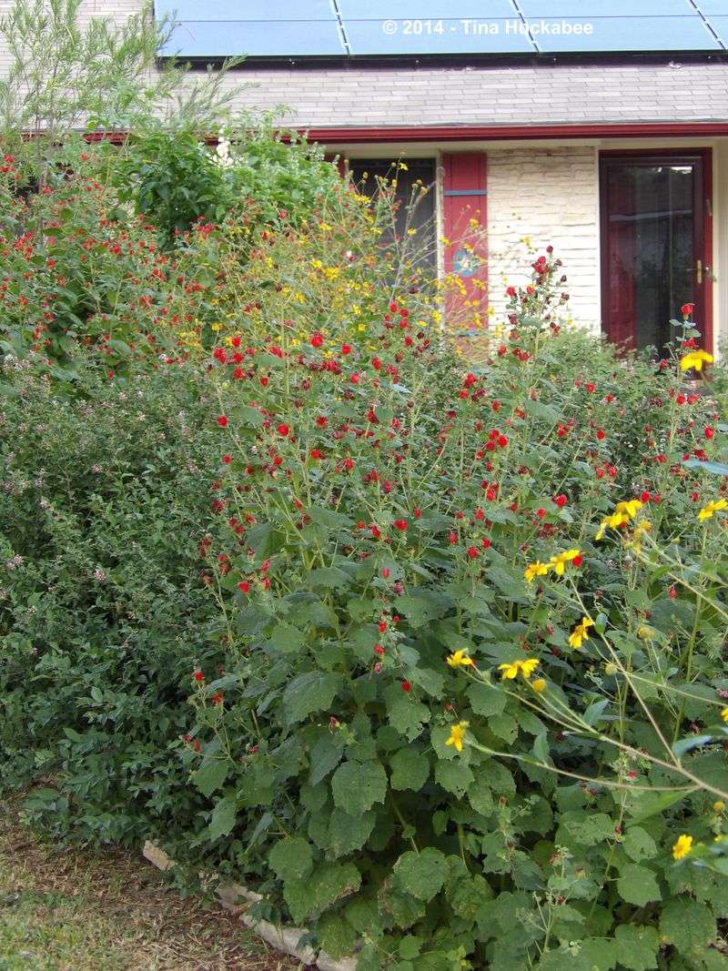 Give the shrub room and build a longer bloom sequence