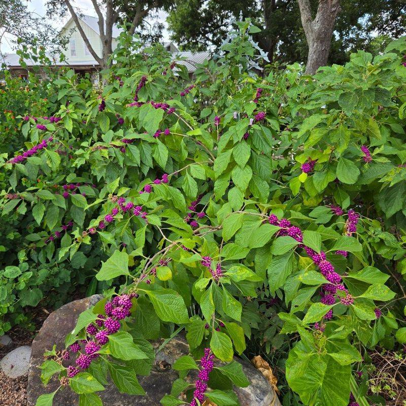 Give the shrub space, sunlight, and suitable drainage Give the shrub space, sunlight, and suitable drainage