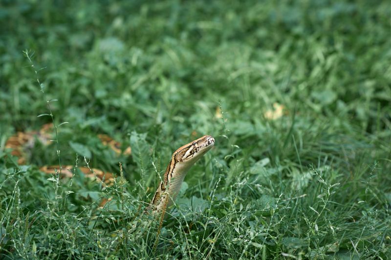 Give the snake space instead of trying to identify it by handling