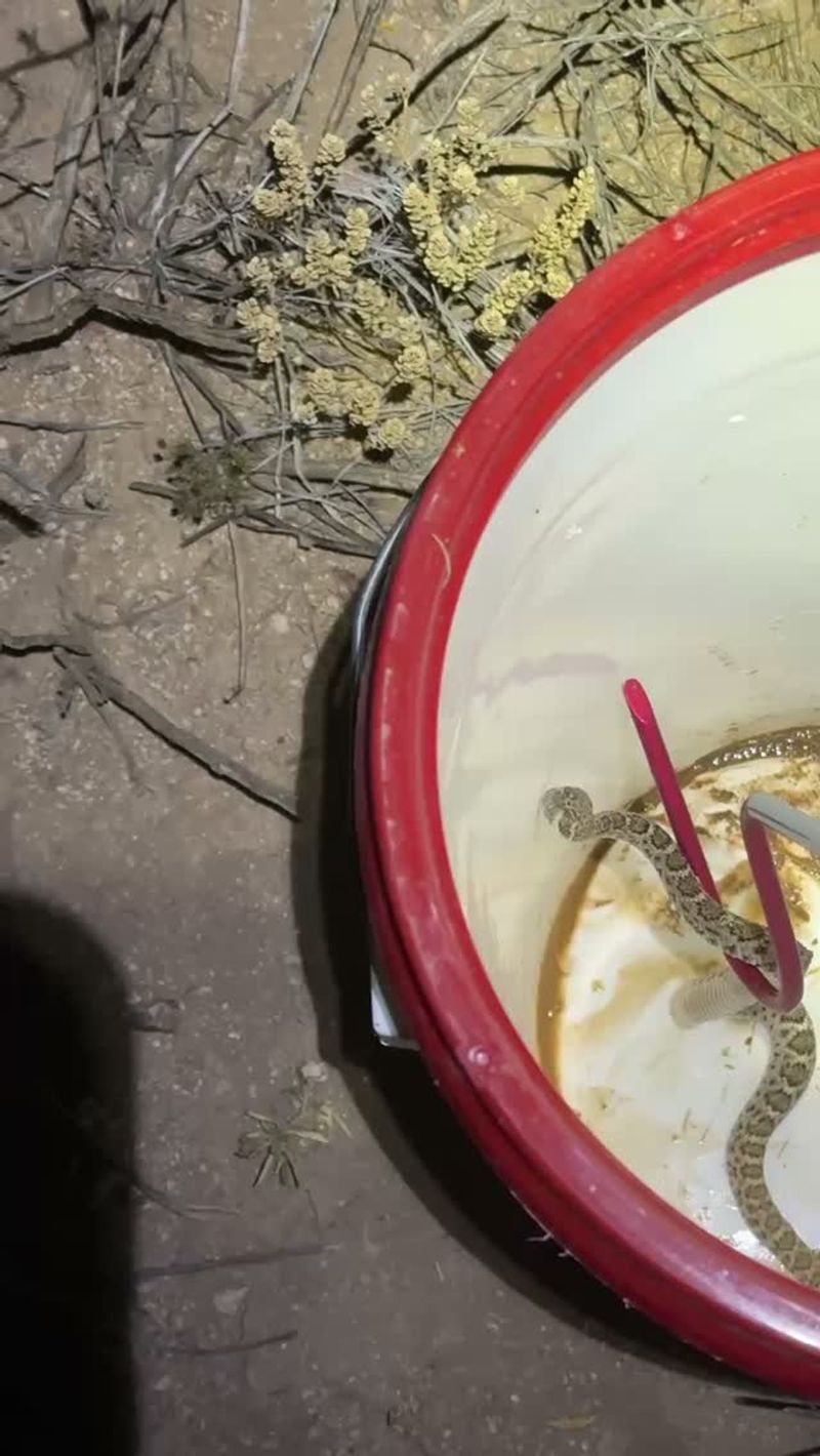 Give the snake space instead of trying to remove it