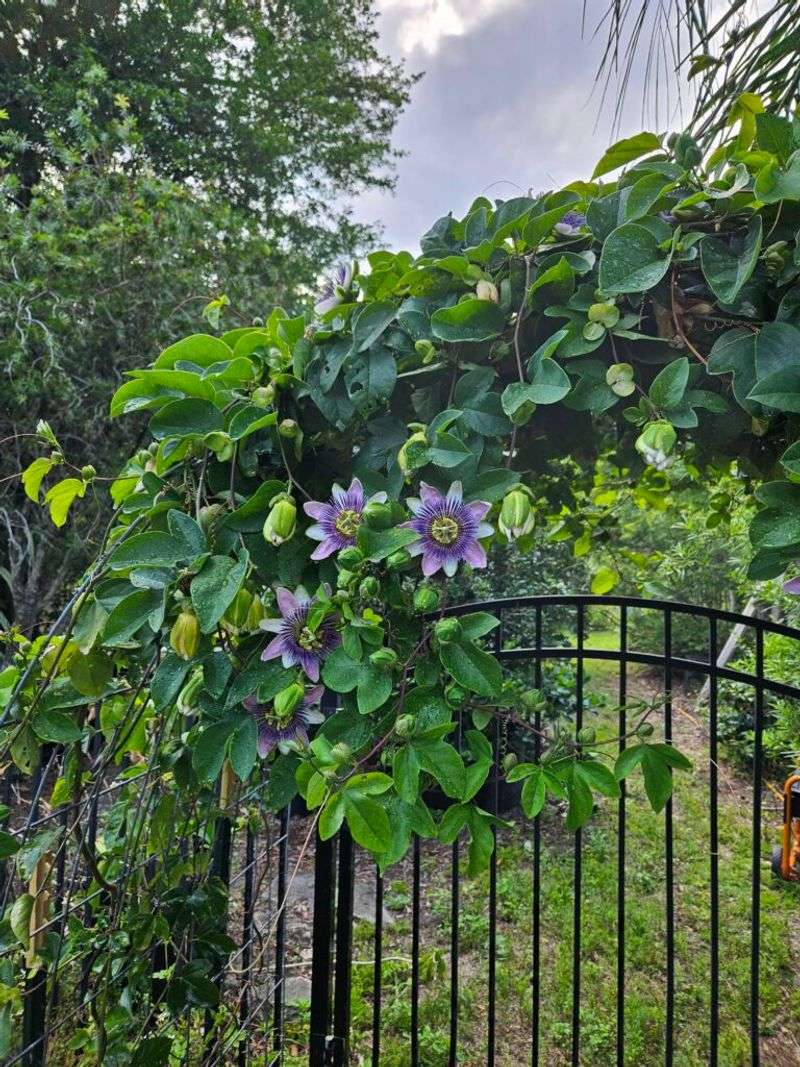 Give the vine sun, support, and lateral room
