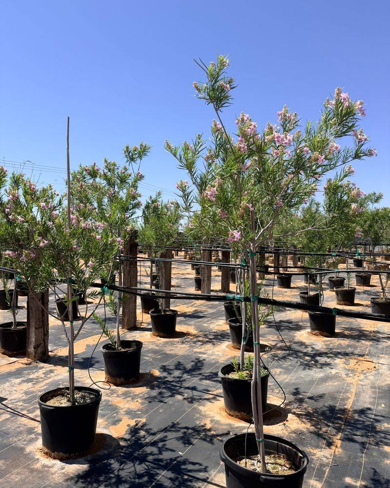 Give the young tree the care it needs before drought tolerance matters