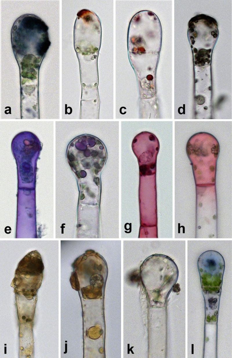 Glandular trichomes make the plant feel tacky Glandular trichomes make the plant feel tacky