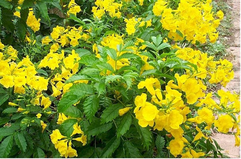 Gold Star esperanza is the yellow-belled summer performer