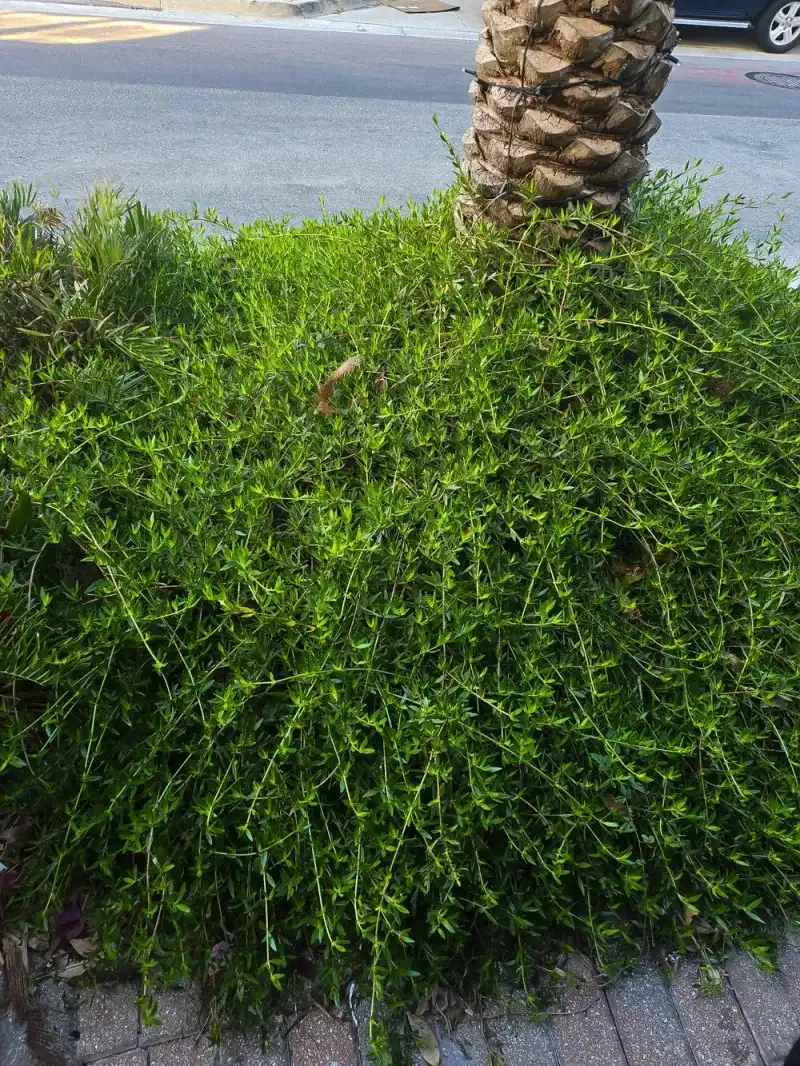 Golden Creeper