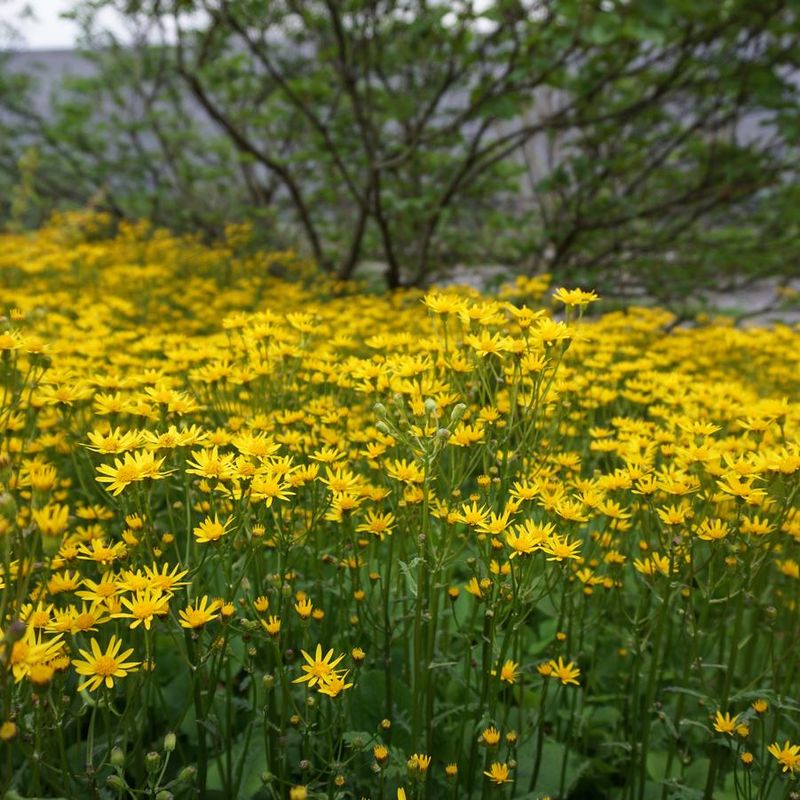 Golden Ragwort (Packera aurea)