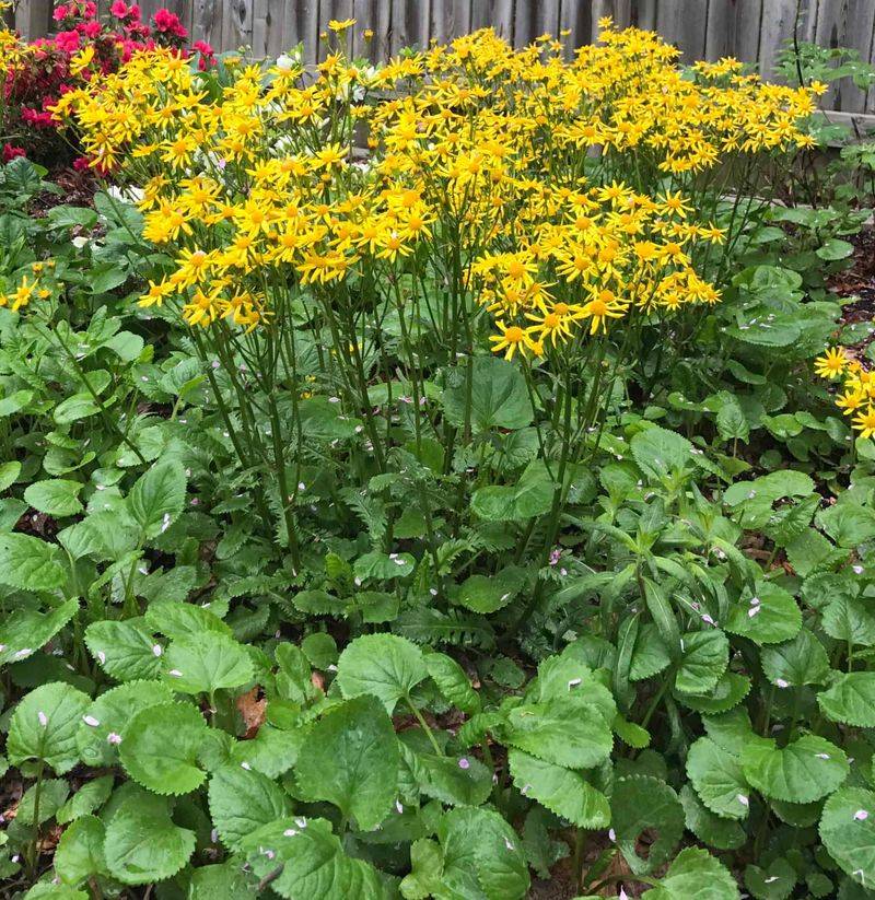 Golden Ragwort (Packera aurea)