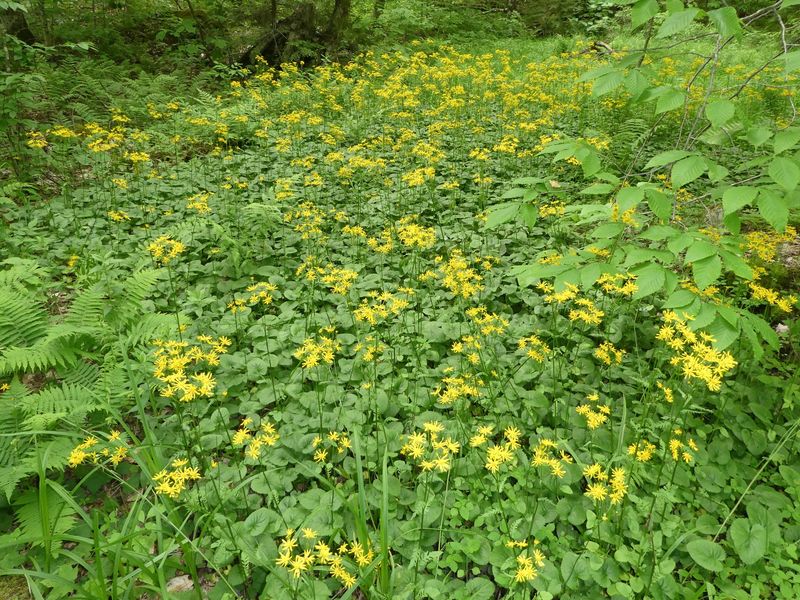 Golden Ragwort (Packera aurea)