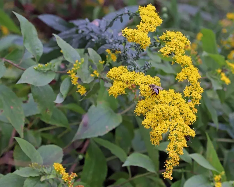 Goldenrod (Solidago species)
