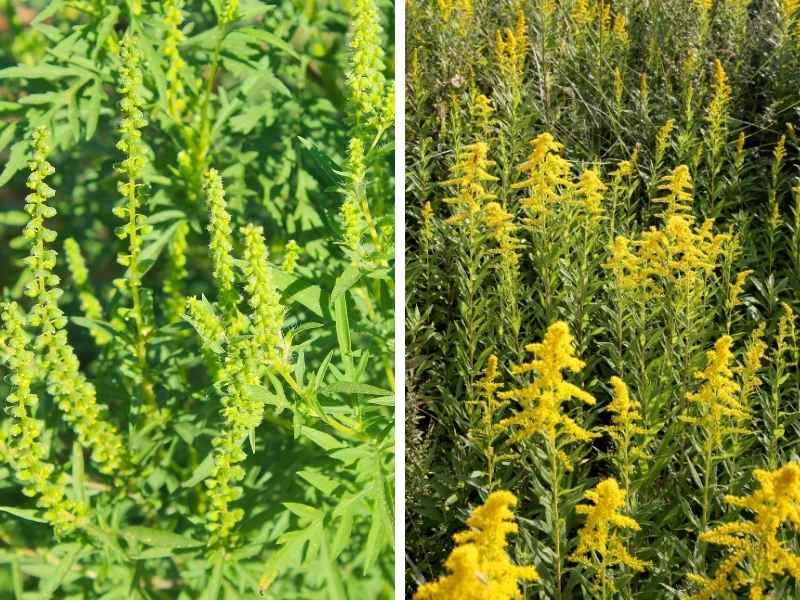 Goldenrod gets blamed for the pollen released by ragweed