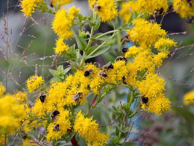 Goldenrod helps carry late-season pollinator activity into fall
