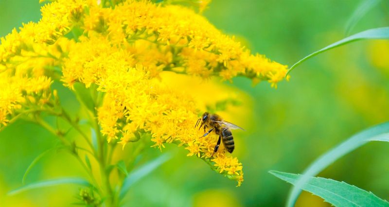 Goldenrod is not allergy-free, so use sensible precautions