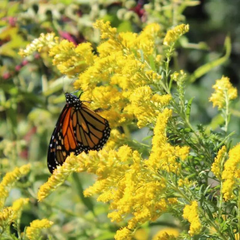 Goldenrod