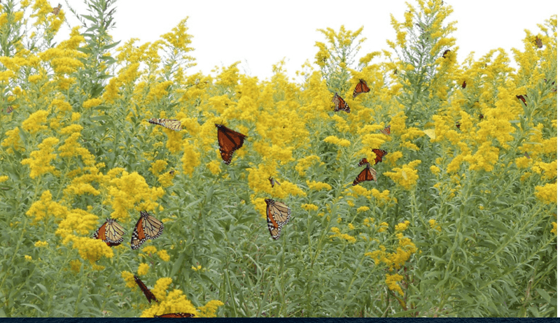 Goldenrod