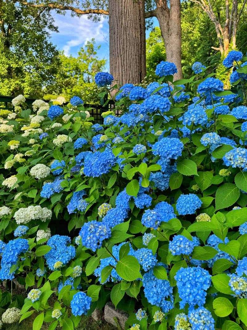 Good timing improves the odds but cannot guarantee flowers Good timing improves the odds but cannot guarantee flowers