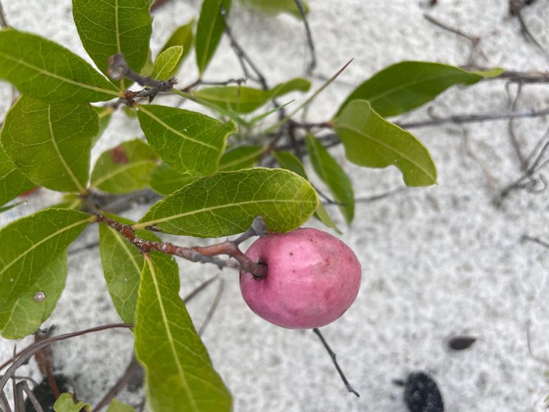 Gopher Apple