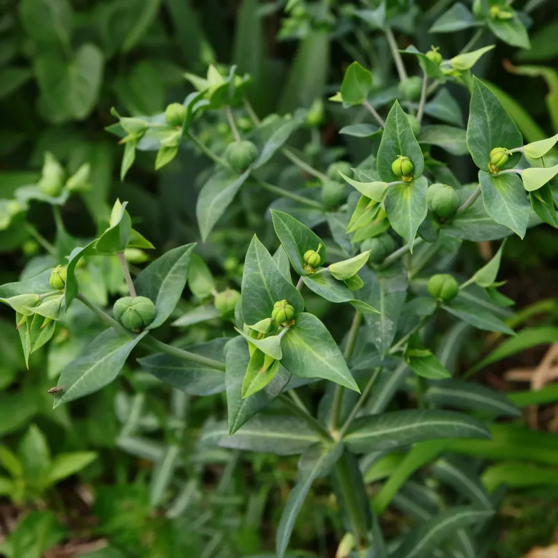 Gopher Spurge (Euphorbia lathyris)
