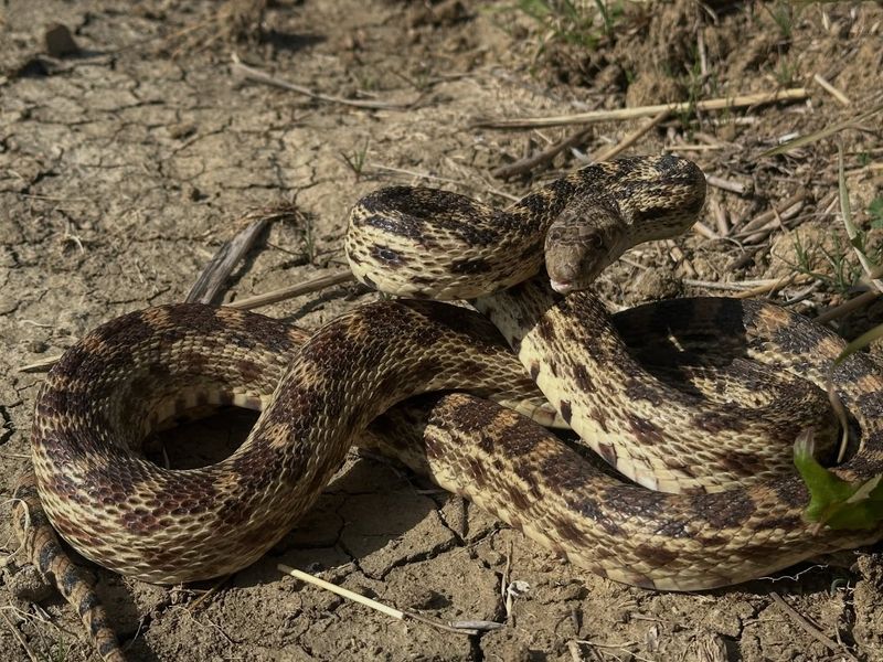 Gopher snakes may help control rodents—but they will not clear a yard