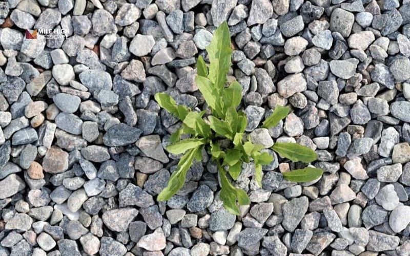 Gravel becomes a seedbed when debris fills the gaps Gravel becomes a seedbed when debris fills the gaps