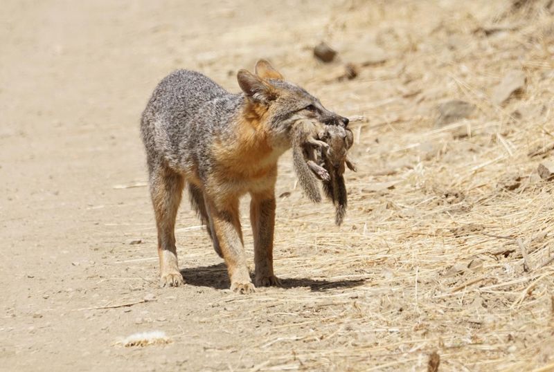 Gray foxes eat rats, but rats are only part of the menu