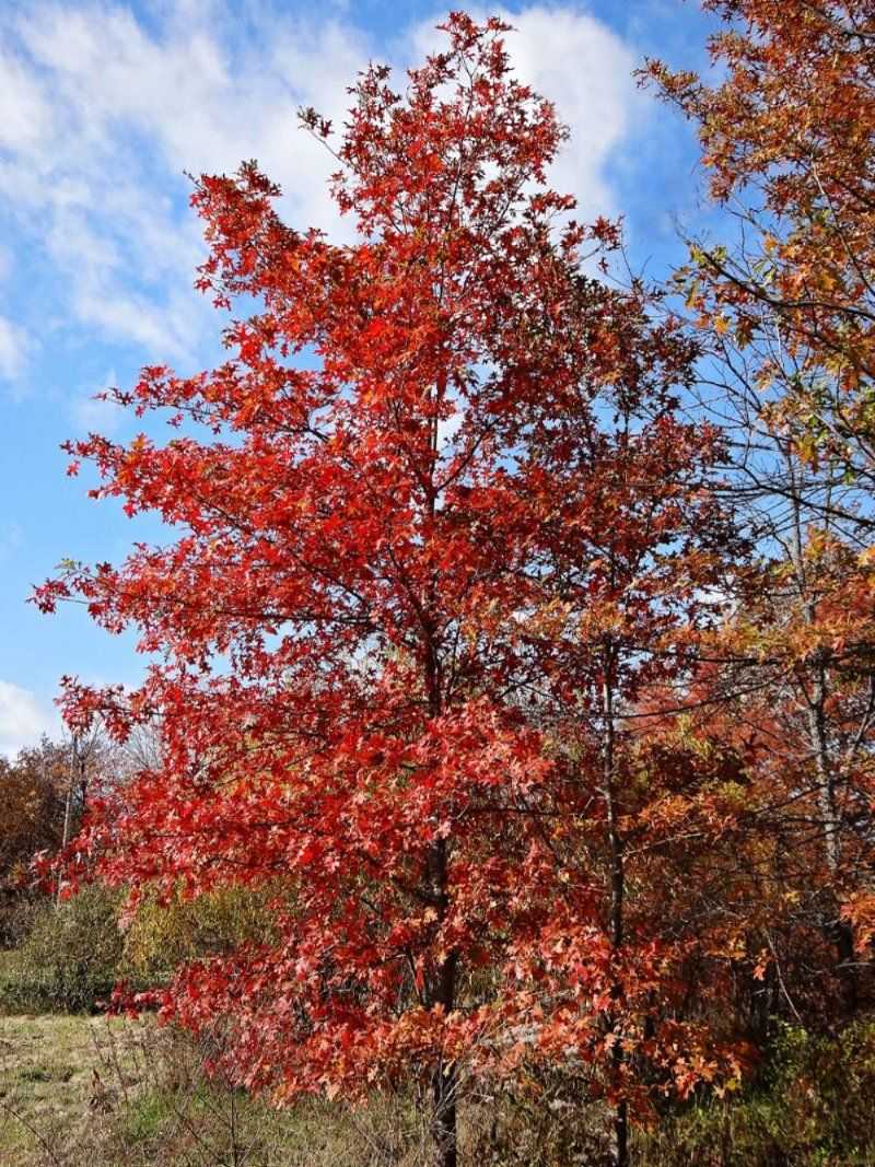 Green Ash Alternative: Nuttall Oak