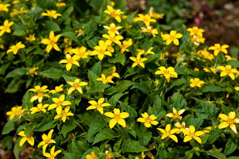 Green and Gold (Chrysogonum virginianum)