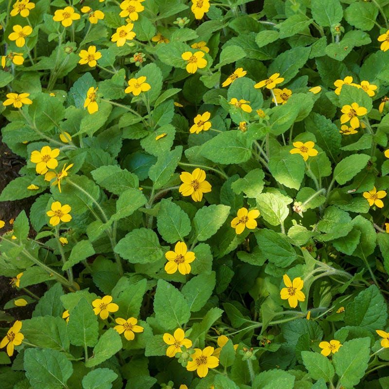Green and Gold (Chrysogonum virginianum)