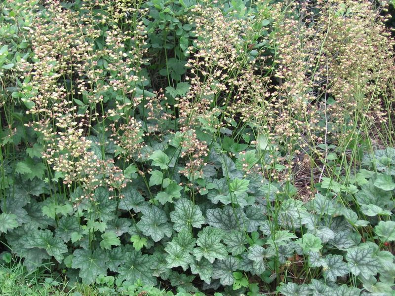 Green and Gold's Neighbor: Heartleaf Golden Alexanders' Cousin, Alumroot (Heuchera americana)