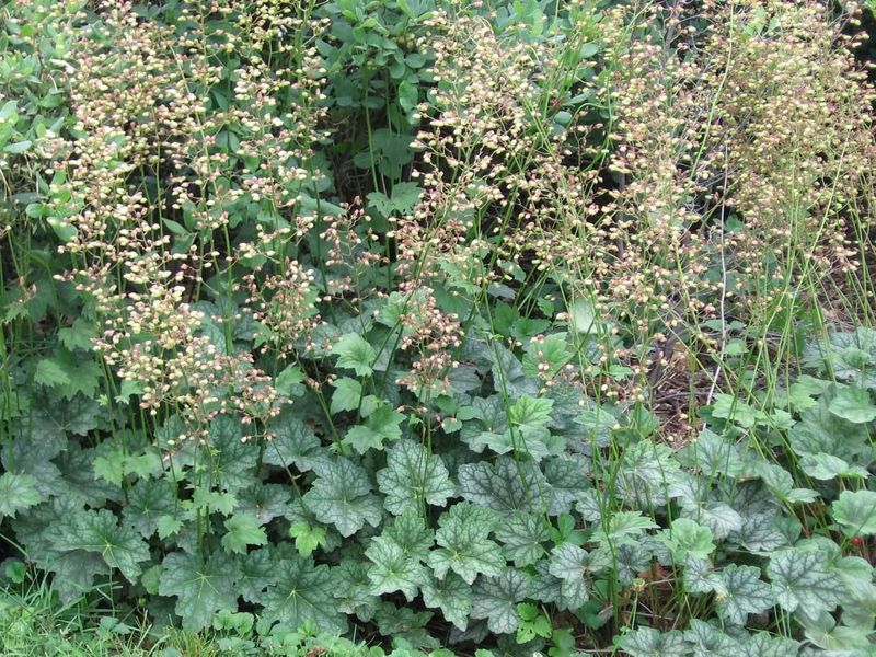 Green and White Alumroot