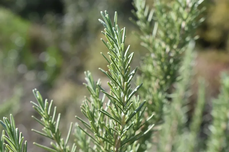 Green and watered does not mean fireproof