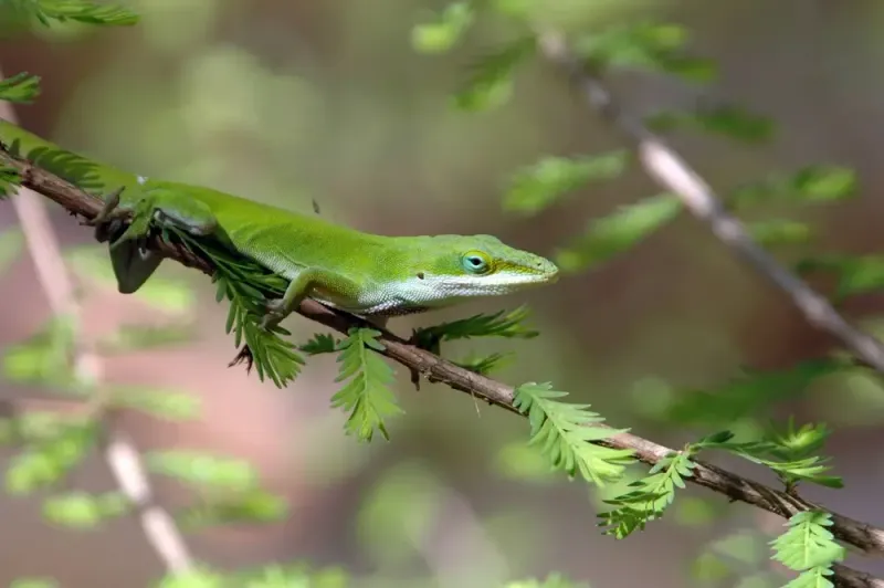 Green anoles can help the food web without controlling your pests Green anoles can help the food web without controlling your pests