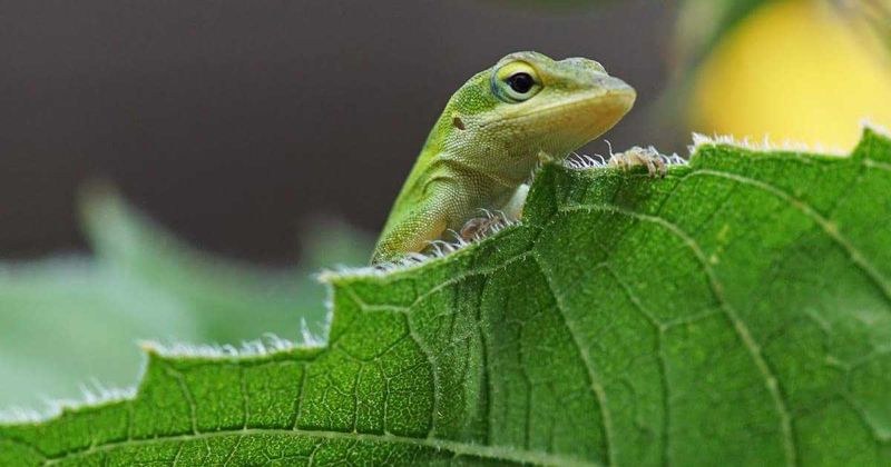 Green anoles eat many arthropods, not just the pests you dislike