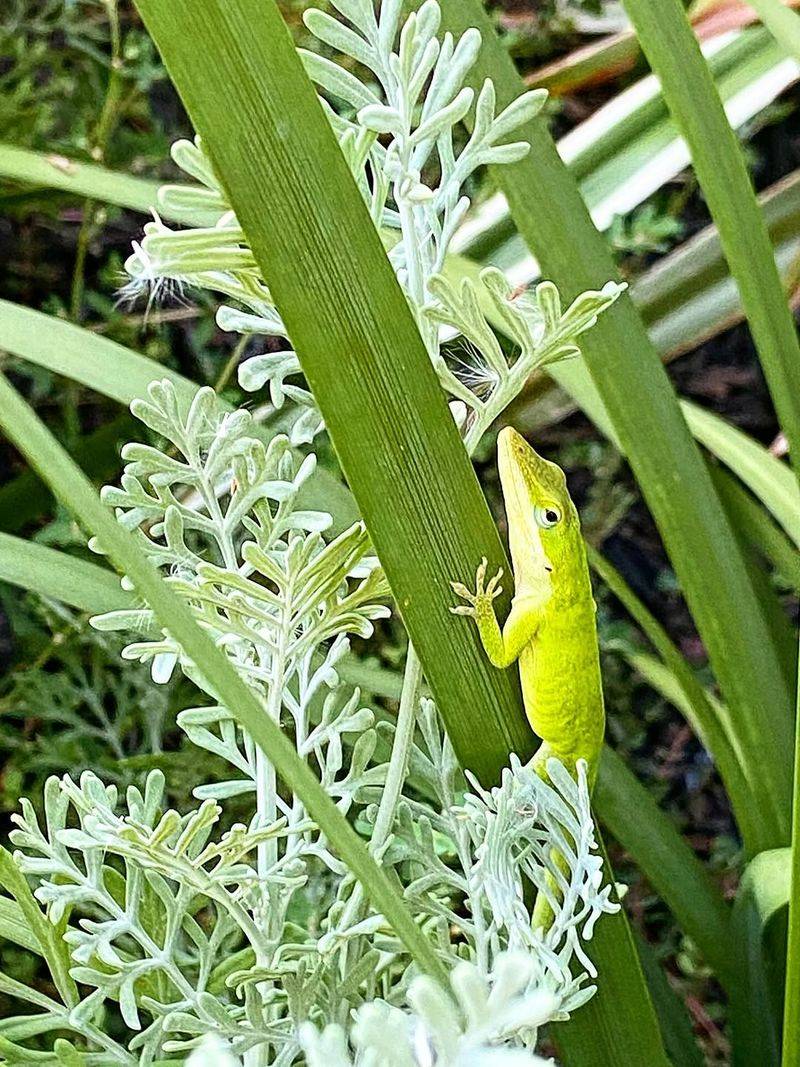 Green anoles may help, but they are not aphid control