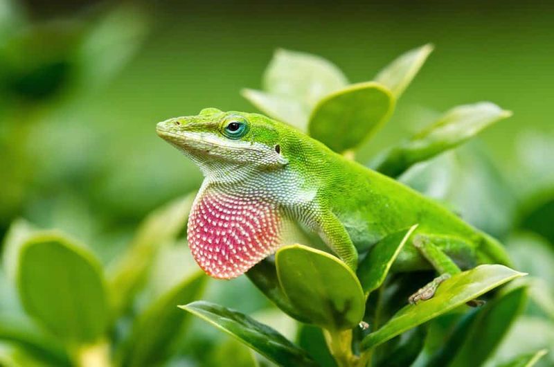 Green anoles may help with insects, but they are not a porch exterminator Green anoles may help with insects, but they are not a porch exterminator