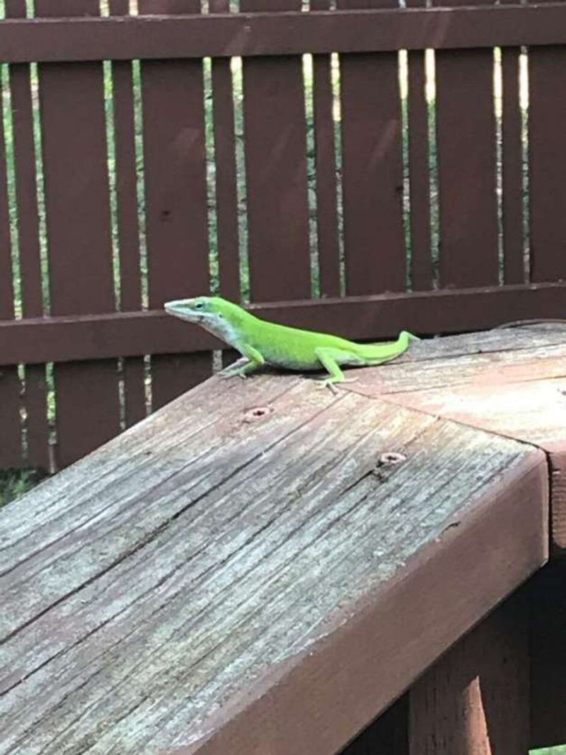 Green anoles occur in parts of Central Texas, not everywhere