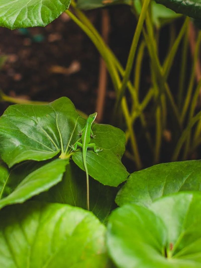 Green anoles use vegetation, shade, and nearby structures Green anoles use vegetation, shade, and nearby structures