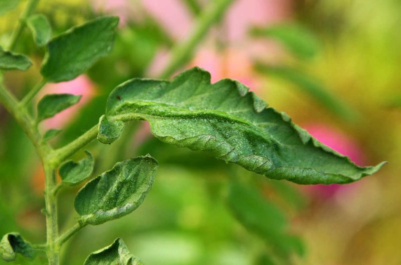 Green, curled leaves often reflect stress—not a dying tomato Green, curled leaves often reflect stress—not a dying tomato