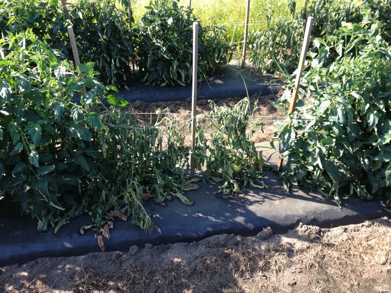 Green leaves and rapid collapse raise bacterial wilt concerns Green leaves and rapid collapse raise bacterial wilt concerns