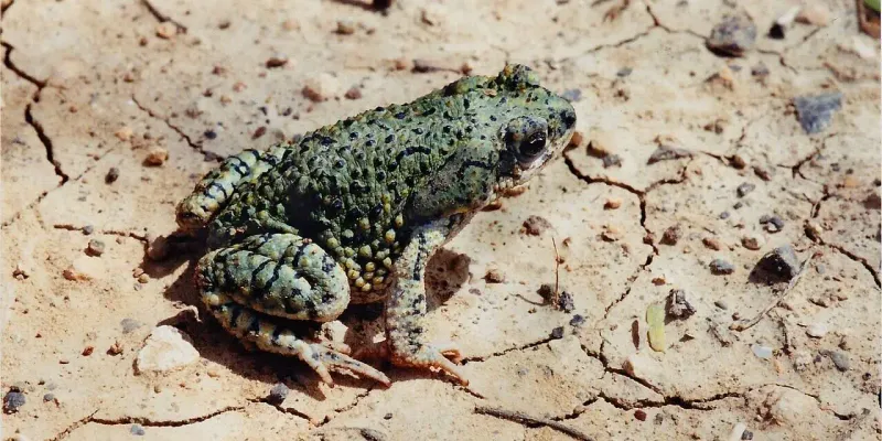 “Green toad” does not identify every greenish Central Texas toad
