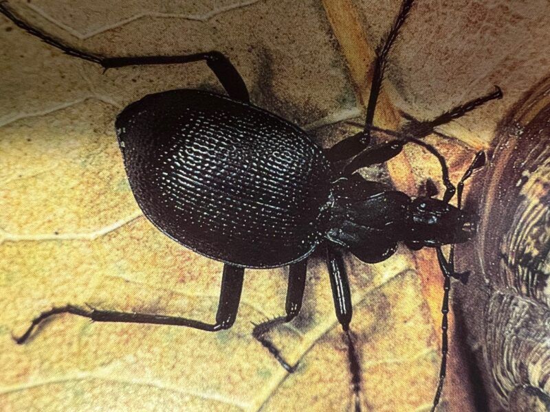 Ground beetles can reduce pest pressure, but they cannot do the whole job