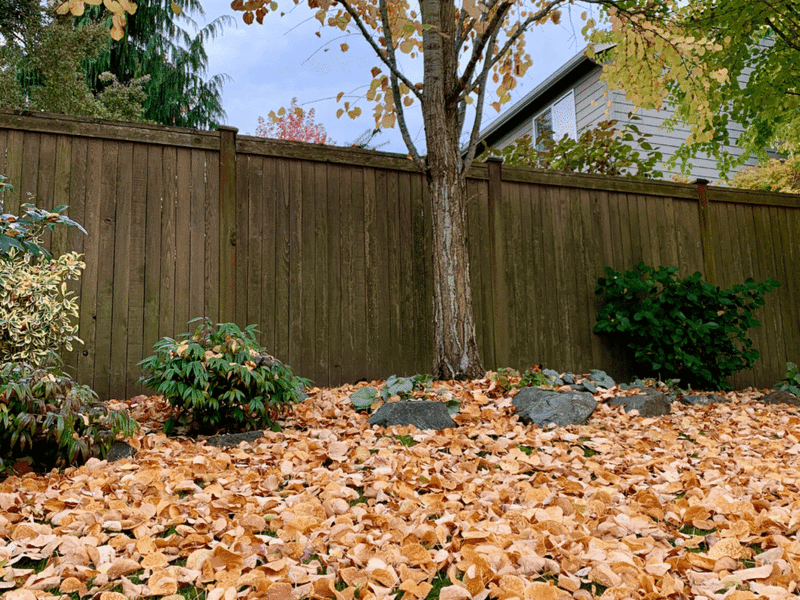 Ground cover affects spider habitat in different ways