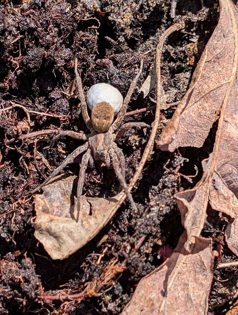 Ground-level habitat can support more spider activity