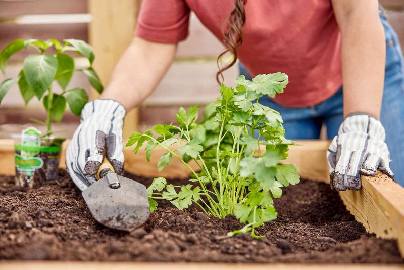 Grow Cilantro Before Southern Heat Makes It Bolt