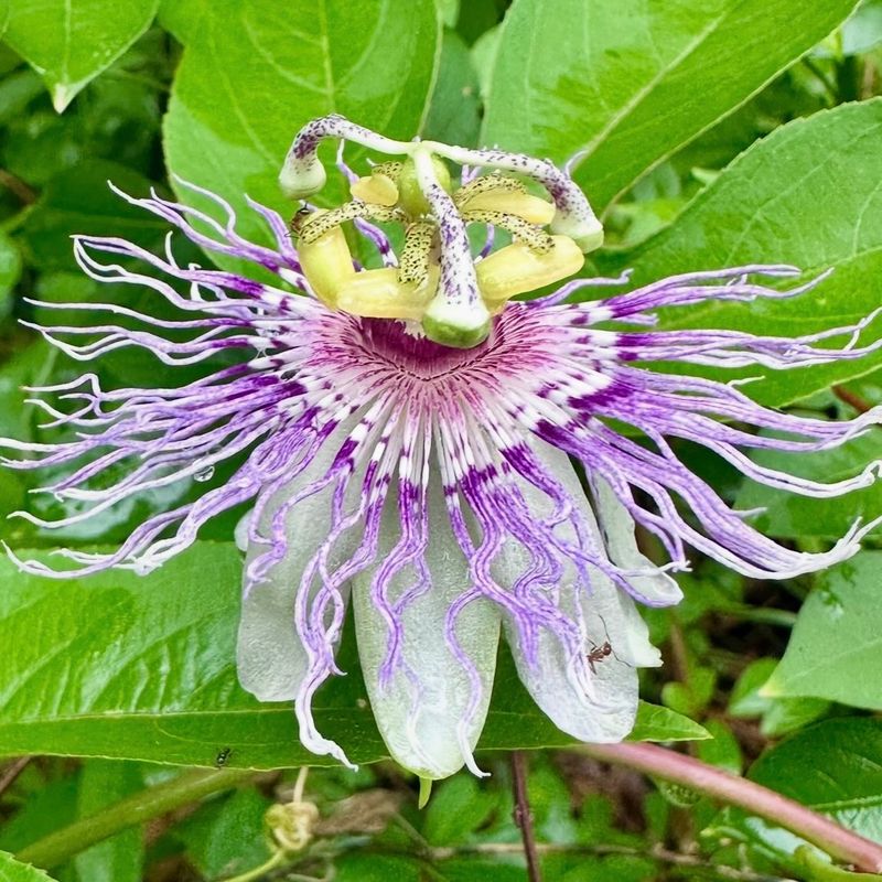 Grow Maypop for a Living Fence, Not a Perfect Screen